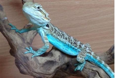 99 Out of stock Description WE HAVE BABY BLUE BAR BEARDED DRAGONS FOR SALE. . Blue bearded dragon for sale